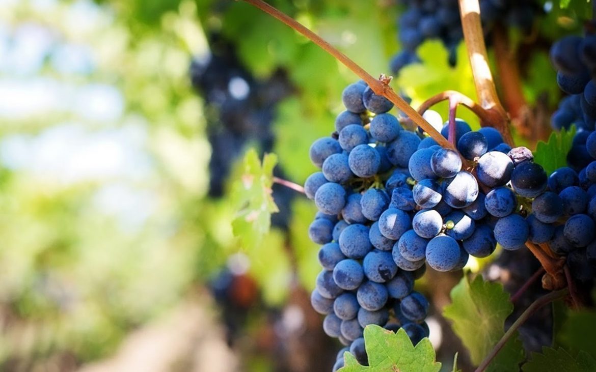 Vinícola Helios; Construção, Preservação e Compartilhamento da Magia Interpessoal Enogastronômica!