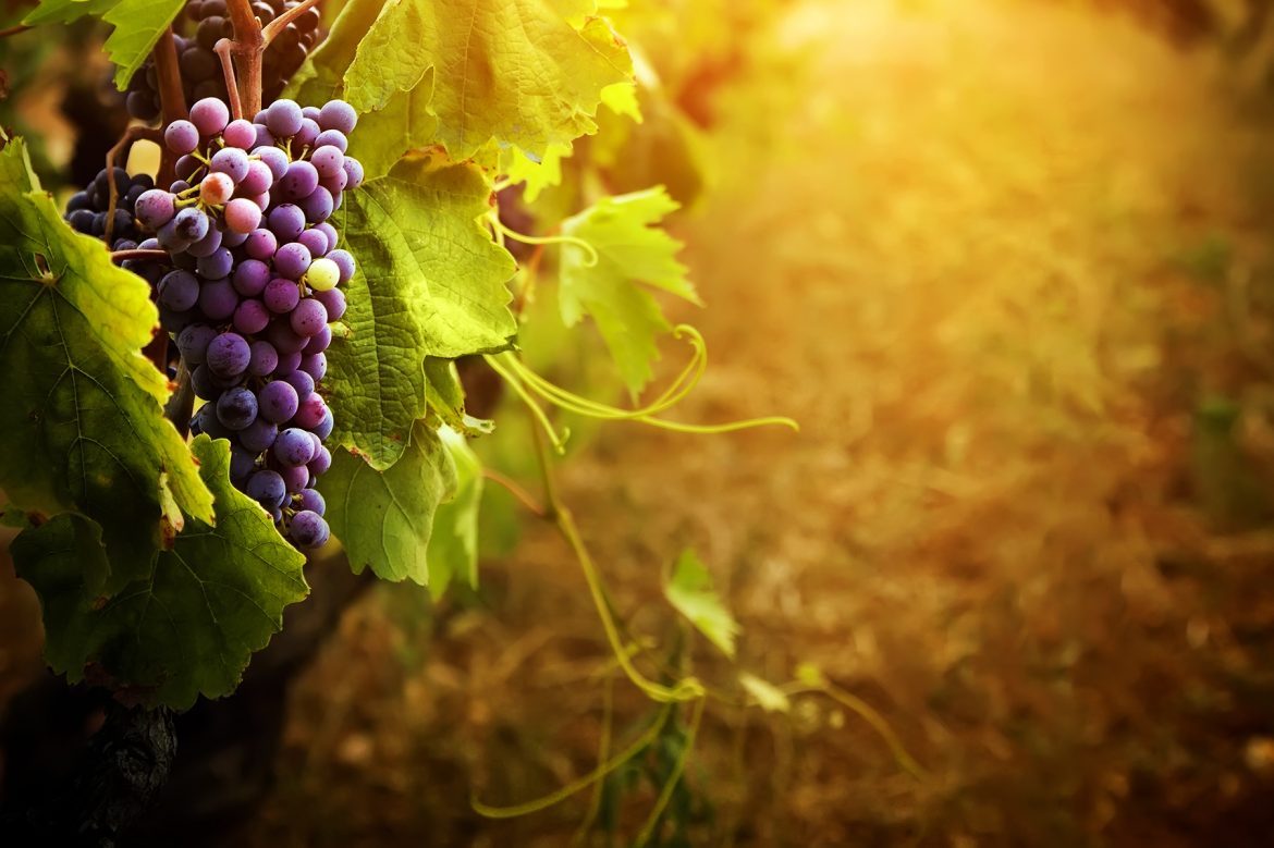 Cafa Wine School Oferece Curso de Formação em Vinhos no Rio de Janeiro!