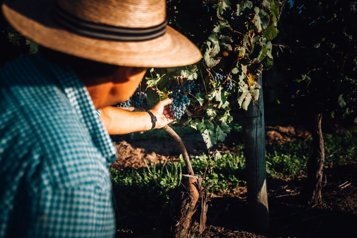 Uruguay Wine amplia presença no Brasil e leva diversidade de terroirs à ProWine São Paulo